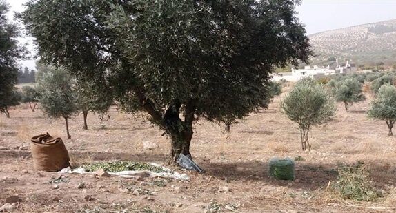 Turkish-backed militants steal 200 olive trees crop and a car in Afrin